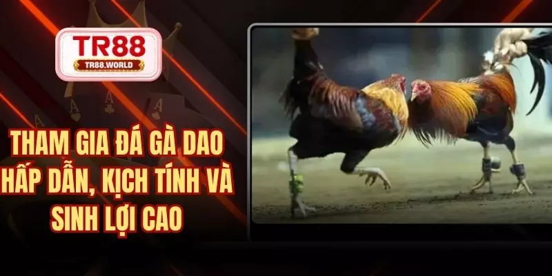 đá gà dao